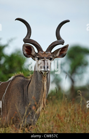 Bull Kudu (Tragelaphus Strepsiceros) Porträt, Krüger Nationalpark, Südafrika Stockfoto