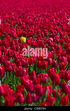 Tulpen in der niederländischen Tulpenfelder Stockfoto