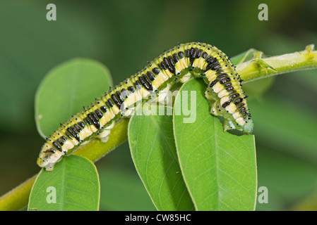 Eine Larve des Schmetterlings Orange verjährt Schwefel Stockfoto