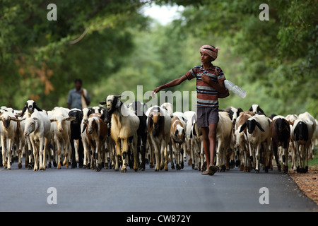 Junger Schafhirte mit Ziegen auf der Straße Andhra Pradesh in Indien Stockfoto