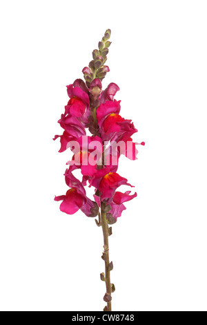 Einzigen Stamm mit roten und gelben Blüten von Löwenmaul (Antirrhinum Majus) vor einem weißen Hintergrund isoliert Stockfoto