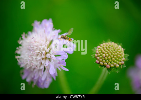 Schweben fliegen sp, Fütterung auf blühende Feld Scaboius, Knautia Arvensis, England, Juli Stockfoto