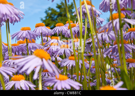 Yun-Nan Aster Blumen wie Hintergrund gegen blauen Himmel Stockfoto