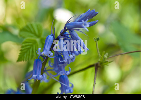 Nahaufnahme von Glockenblumen in einem Holz gegen eine grüne Fokus-Hintergrund Stockfoto