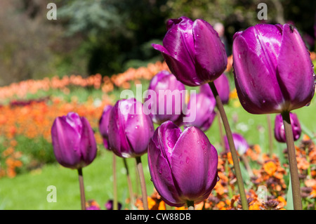 Blumen im Arboretum-Park Stadt Nottingham, Nottinghamshire, England UK Stockfoto