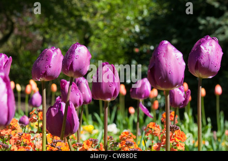 Blumen im Arboretum-Park Stadt Nottingham, Nottinghamshire, England UK Stockfoto