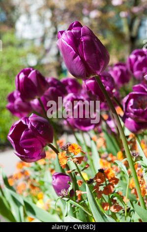 Blumen im Arboretum-Park Stadt Nottingham, Nottinghamshire, England UK Stockfoto