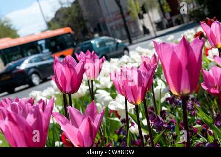 Blumen auf einer Verkehrsinsel im Rahmen von Nottingham in voller Blüte, Stadt Nottingham UK Stockfoto