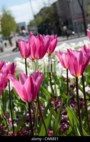 Blumen auf einer Verkehrsinsel im Rahmen von Nottingham in voller Blüte, Stadt Nottingham UK Stockfoto