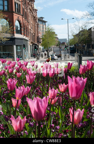 Blumen auf einer Verkehrsinsel im Rahmen von Nottingham in voller Blüte, Stadt Nottingham UK Stockfoto