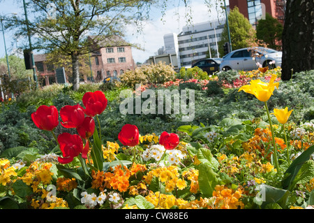 Blumen auf einer Verkehrsinsel im Rahmen von Nottingham in voller Blüte, Stadt Nottingham UK Stockfoto