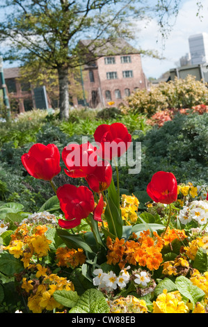 Blumen auf einer Verkehrsinsel im Rahmen von Nottingham in voller Blüte, Stadt Nottingham UK Stockfoto