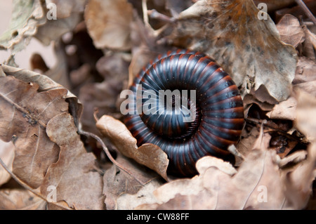 Eine gewellte, Tausendfüßler. Stockfoto