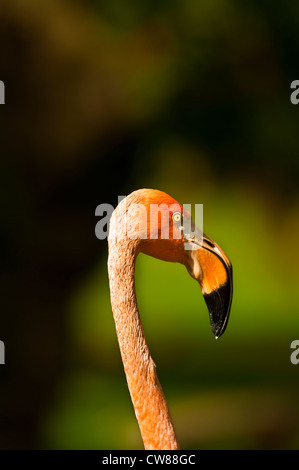 Im Zoo dieser Flamingo achten Sie auf die Menschen Stockfoto