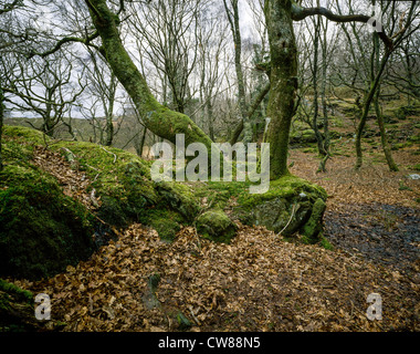 Uralte Eichenwälder im Norden von Wales in der Nähe von Nantmor in Snowdonia-Nationalpark mit moosbewachsenen Bäumen und Felsen. Stockfoto