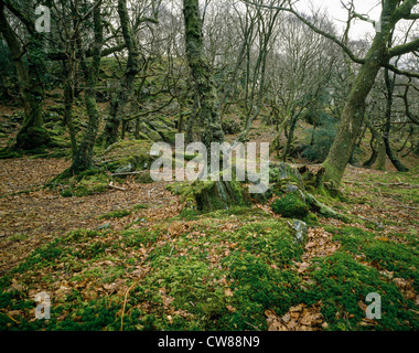 Uralte Eichenwälder im Norden von Wales in der Nähe von Nantmor in Snowdonia-Nationalpark mit moosbewachsenen Bäumen und Felsen. Stockfoto