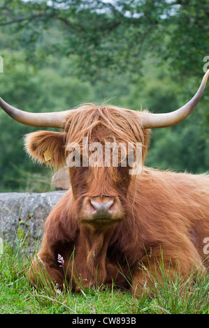 Eine Highland Kuh liegend in einem Feld auf der Isle Of Skye in Schottland Stockfoto