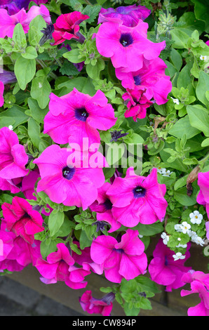 Garten Petunien in voller Blüte, Stockfoto
