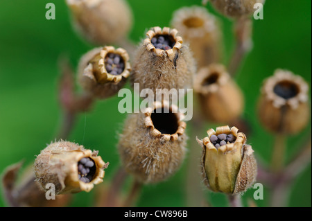 Seed Staats-und rote Campion, Silene Dioica, Norfolk, Engalnd, Juli Stockfoto