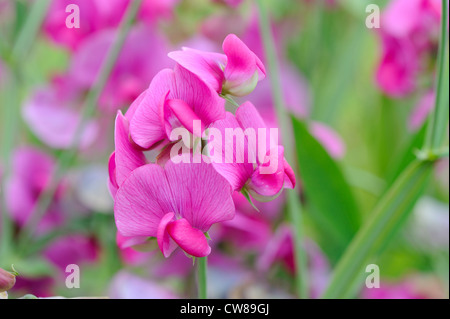 mehrjährige Duftende Platterbse, Lathyrus latifolius Stockfoto