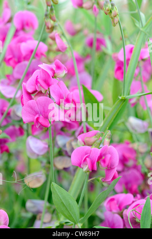 mehrjährige Duftende Platterbse, Lathyrus latifolius Stockfoto