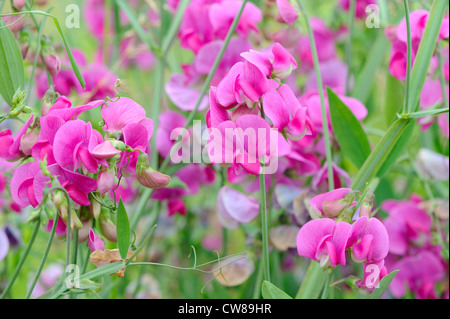 mehrjährige Duftende Platterbse, Lathyrus latifolius Stockfoto