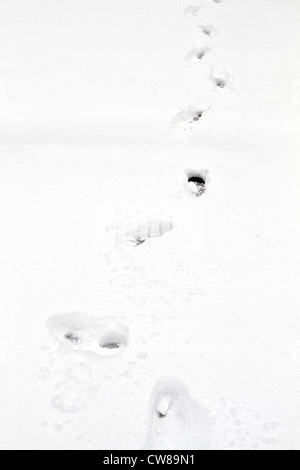 Eine Linie von Spuren in ein paar Zoll von frisch gefallenem Schnee im Winter. Stockfoto