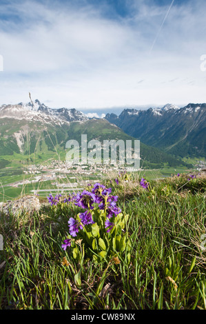 Muottas Muragl, Schweiz. Alpenblumen und Ansichten von oben auf Muottas Muragl Celerina. Stockfoto