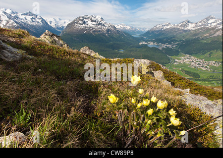 Muottas Muragl, Schweiz. Alpenblumen und Ansichten von Celerina und St. Moritz von oben auf Muottas Muragl. Stockfoto