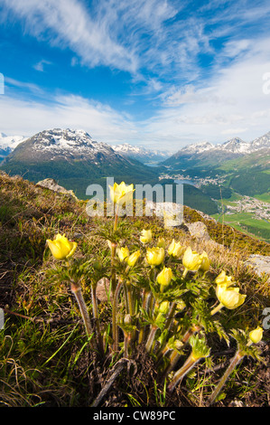 Muottas Muragl, Schweiz. Alpenblumen und Ansichten von Celerina und St. Moritz von oben auf Muottas Muragl. Stockfoto