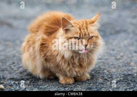 Ingwer-Katze mit Zunge heraus Stockfoto