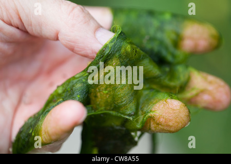 Decke das Unkraut (Cladophora sp.). Filamentöse Algen, in der Hand gehalten. Entnommen aus einem Teich im Sommer. Stockfoto