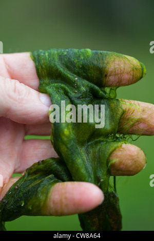 Decke das Unkraut (Cladophora sp.). Filamentöse Algen, in der Hand gehalten. Entnommen aus einem Teich im Sommer. Stockfoto