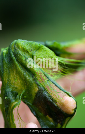 Decke das Unkraut (Cladophora sp.). Filamentöse Algen, in der Hand gehalten. Entnommen aus einem Teich im Sommer. Stockfoto