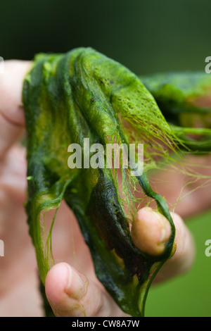 Decke das Unkraut (Cladophora sp.). Filamentöse Algen, in der Hand gehalten. Entnommen aus einem Teich im Sommer. Stockfoto