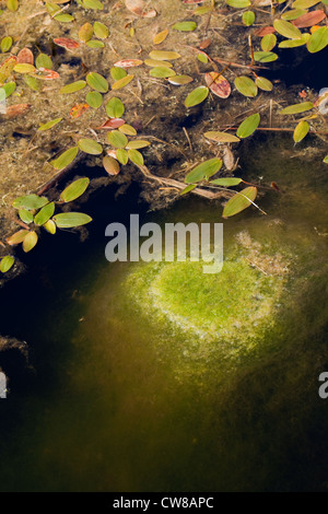 Wasserknöterich (Persicaria Amphibia). Am Ufer eines Teiches Feld wachsen. Vordergrund, Decke Weed (Cladophora sp.). Stockfoto