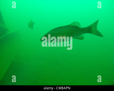 Tauchen in Summersville Lake, Summersville, West Virginia. Stockfoto