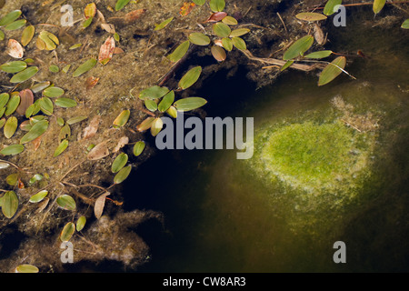 Wasserknöterich (Persicaria Amphibia). Am Ufer eines Teiches Feld wachsen. Rechts, Decke Unkraut (Cladophora sp.). Stockfoto