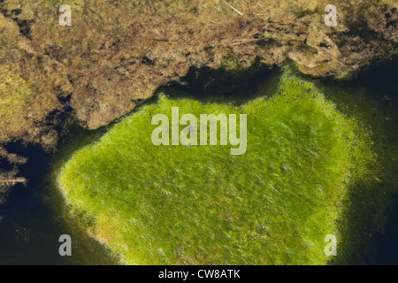 Decke das Unkraut (Cladophora sp.). Wanderprediger aus einem Teich Oberfläche schwimmenden Matten aus faserigen Algen Sauerstoff Gasblasen. Stockfoto