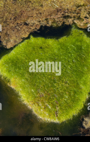 Decke das Unkraut (Cladophora sp.). Wanderprediger aus einem Teich Oberfläche schwimmenden Matten aus faserigen Algen Sauerstoff Gasblasen. Stockfoto