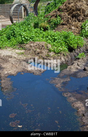 Verschmutzung der Entwässerungsgraben. Kumulierte Rindergülle von Nutztieren, Sickerschacht und Überlauf erreichbar gespeichert. Stockfoto