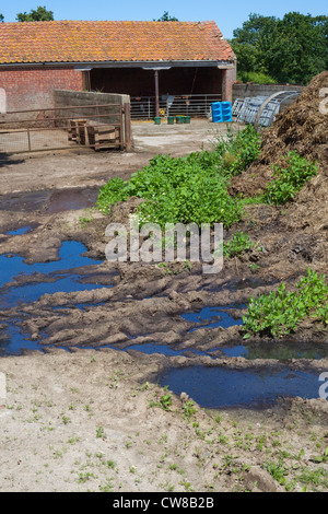 Verschmutzung der Entwässerungsgraben. Kumulierte Rindergülle von Nutztieren, Sickerschacht und Überlauf erreichbar gespeichert. Stockfoto