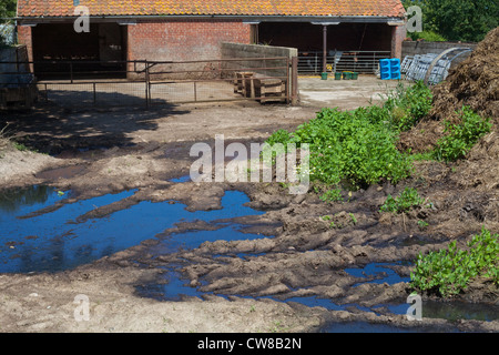 Verschmutzung der Entwässerungsgraben. Kumulierte Rindergülle von Nutztieren, Sickerschacht und Überlauf erreichbar gespeichert. Stockfoto