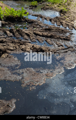 Verschmutzung der Entwässerungsgraben. Kumulierte Rindergülle von Nutztieren, Sickerschacht und Überlauf erreichbar gespeichert. Stockfoto