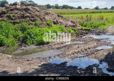 Verschmutzung der Entwässerungsgraben. Kumulierte Rindergülle von Nutztieren, Sickerschacht und Überlauf erreichbar gespeichert. Stockfoto