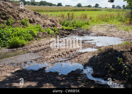Verschmutzung der Entwässerungsgraben. Kumulierte Rindergülle von Nutztieren, Sickerschacht und Überlauf erreichbar gespeichert. Stockfoto