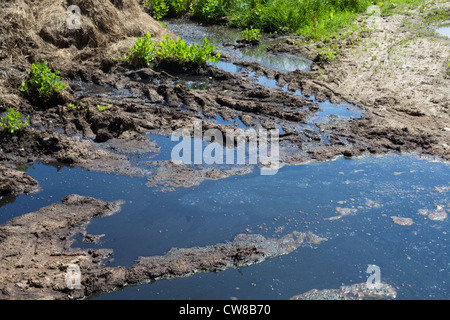 Verschmutzung der Entwässerungsgraben. Kumulierte Rindergülle von Nutztieren, Sickerschacht und Überlauf erreichbar gespeichert. Stockfoto