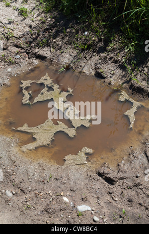 Verschmutzung der Entwässerungsgraben. Kumulierte Rindergülle von Nutztieren, Sickerschacht und Überlauf erreichbar gespeichert. Stockfoto