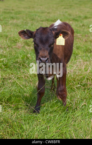 Gloucester (Bos Taurus). Kalb. Mahagoni Farbe Form und zeigt die typischen Markierungen der Rasse. Stockfoto