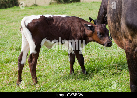 Gloucester (Bos taurus). Kalb. Mahagoni Farbe Form und zeigt die typische weiße Schwanz, Rücken, kruppe Markierungen der Rasse. Stockfoto